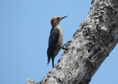RED-BELLIED WOODPECKER