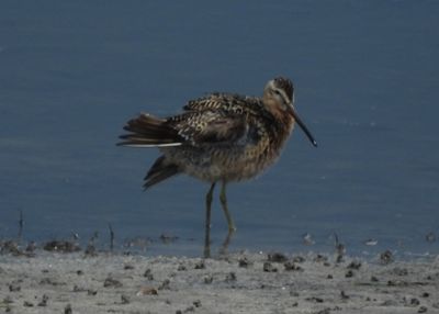 SHORT-BILLED DOWITCHER (alternate)