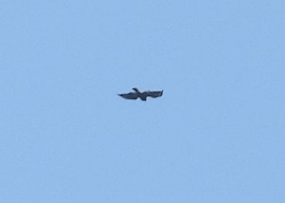 g13/83/612483/3/175131403.d9617c24.JPEG