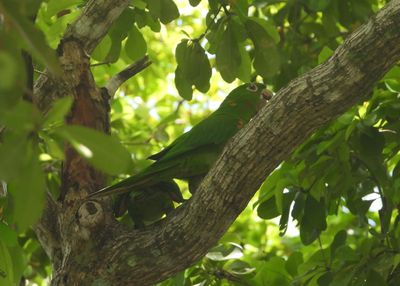 WHITE-EYED PARAKEET