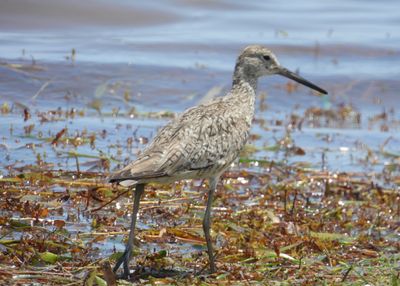 WILLET (alternate)