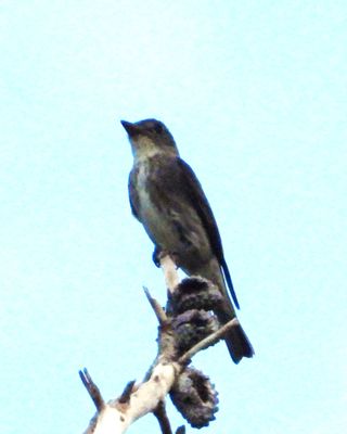 OLIVE-SIDED FLYCATCHER