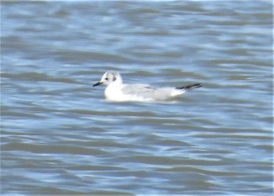 BONAPARTE'S GULL (basic)