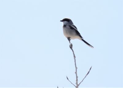 SHRIKES and CROWS