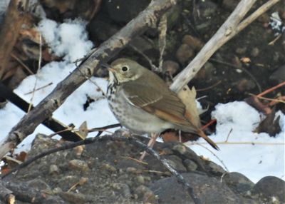 HERMIT THRUSH