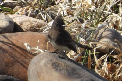 BLACK PHOEBE