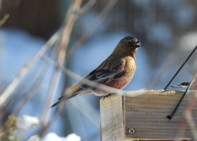 BROWN-CAPPED ROSY-FINCH