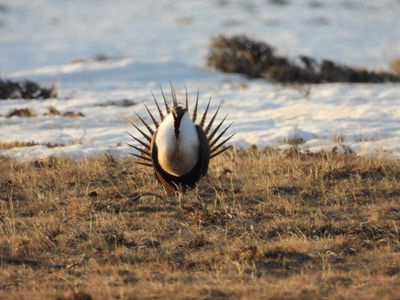GREATER SAGE-GROUSE (male, display)