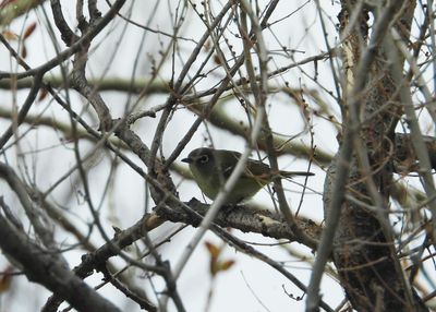 CASSIN'S VIREO