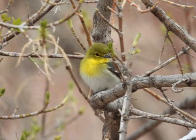 YELLOW-THROATED VIREO