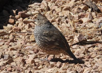 SCALED QUAIL (female)