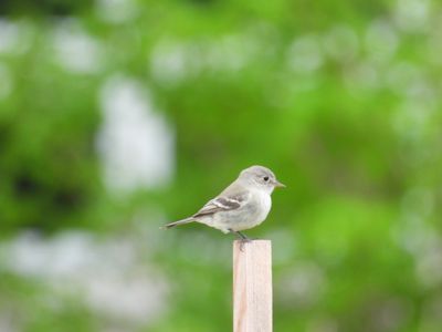 GRAY FLYCATCHER