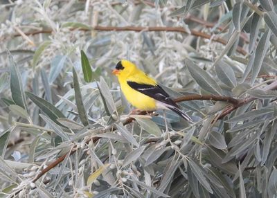 AMERICAN GOLDFINCH (male)