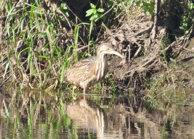 AMERICAN BITTERN