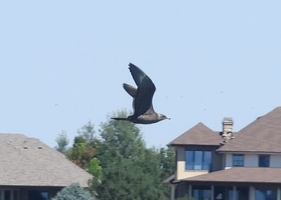 LONG-TAILED JAEGER (dark, juv)