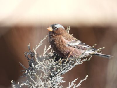 GRAY-CROWNED ROSY-FINCH (gray-crowned)