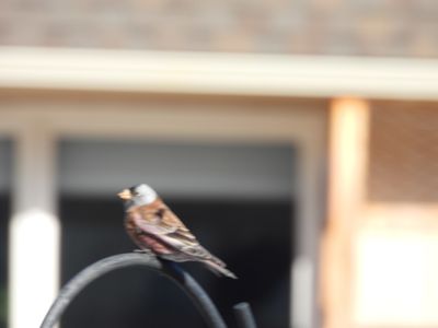 g13/83/612483/3/175137547.218e0ebb.JPEG