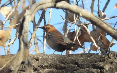 RUSTY BLACKBIRD (female)