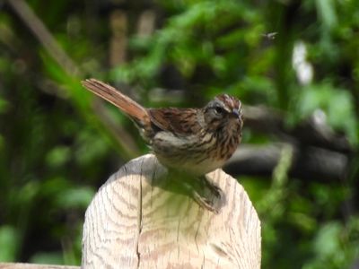 LINCOLN'S SPARROW