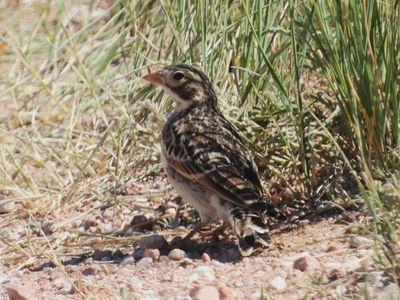 THICK-BILLED LONGSPUR (juv)