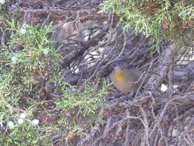 VIRGINIA'S WARBLER