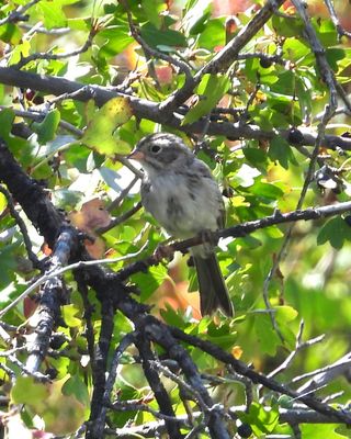 BREWER'S SPARROW