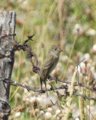 DUSKY FLYCATCHER