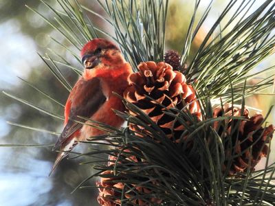 RED CROSSBILL (Type 2, male)