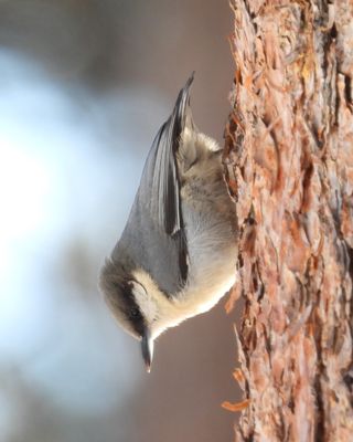 PYGMY NUTHATCH