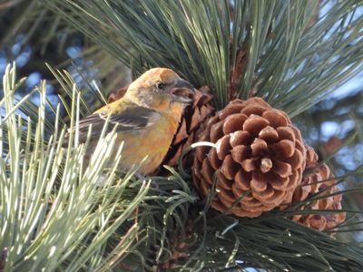 RED CROSSBILL (Type 2, female)
