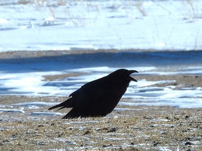 COMMON RAVEN
