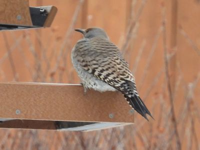 NORTHERN FLICKER (red-shafted, female)
