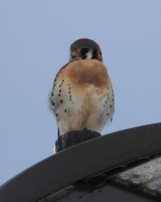 AMERICAN KESTREL (male)