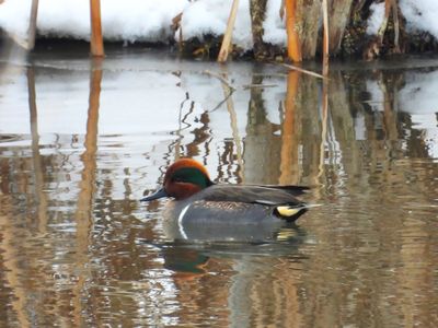 GREEN-WINGED TEAL (American)