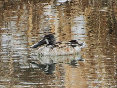 NORTHERN SHOVELER (immature male)