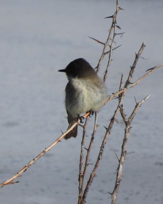 EASTERN PHOEBE