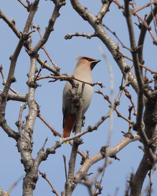 BOHEMIAN WAXWING
