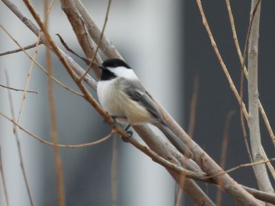 BLACK-CAPPED CHICKADEE