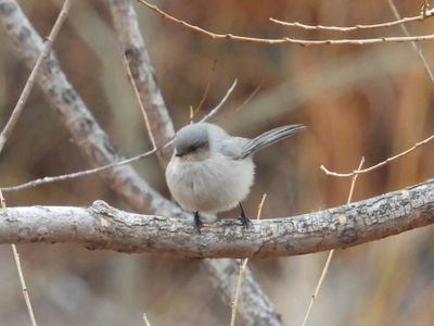 BUSHTIT