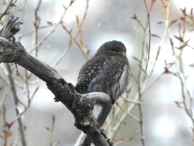 NORTHERN PYGMY-OWL