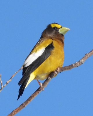SONGBIRDS