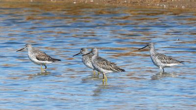 GREATER YELLOWLEGS