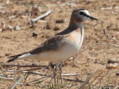 MOUNTAIN PLOVER