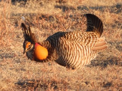 GREATER PRAIRIE-CHICKEN (male displaying)