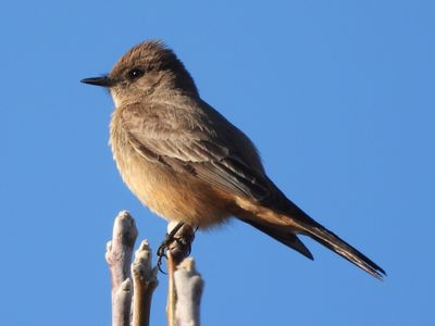 SAY'S PHOEBE