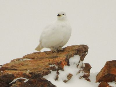 WHITE-TAILED PTARMIGAN (basic)