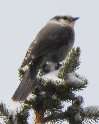 CANADA JAY