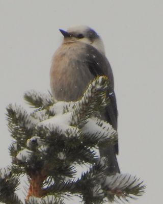 CANADA JAY