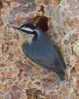 RED-BREASTED NUTHATCH