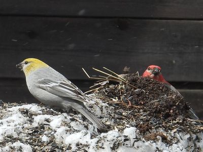 PINE GROSBEAK (female and male)